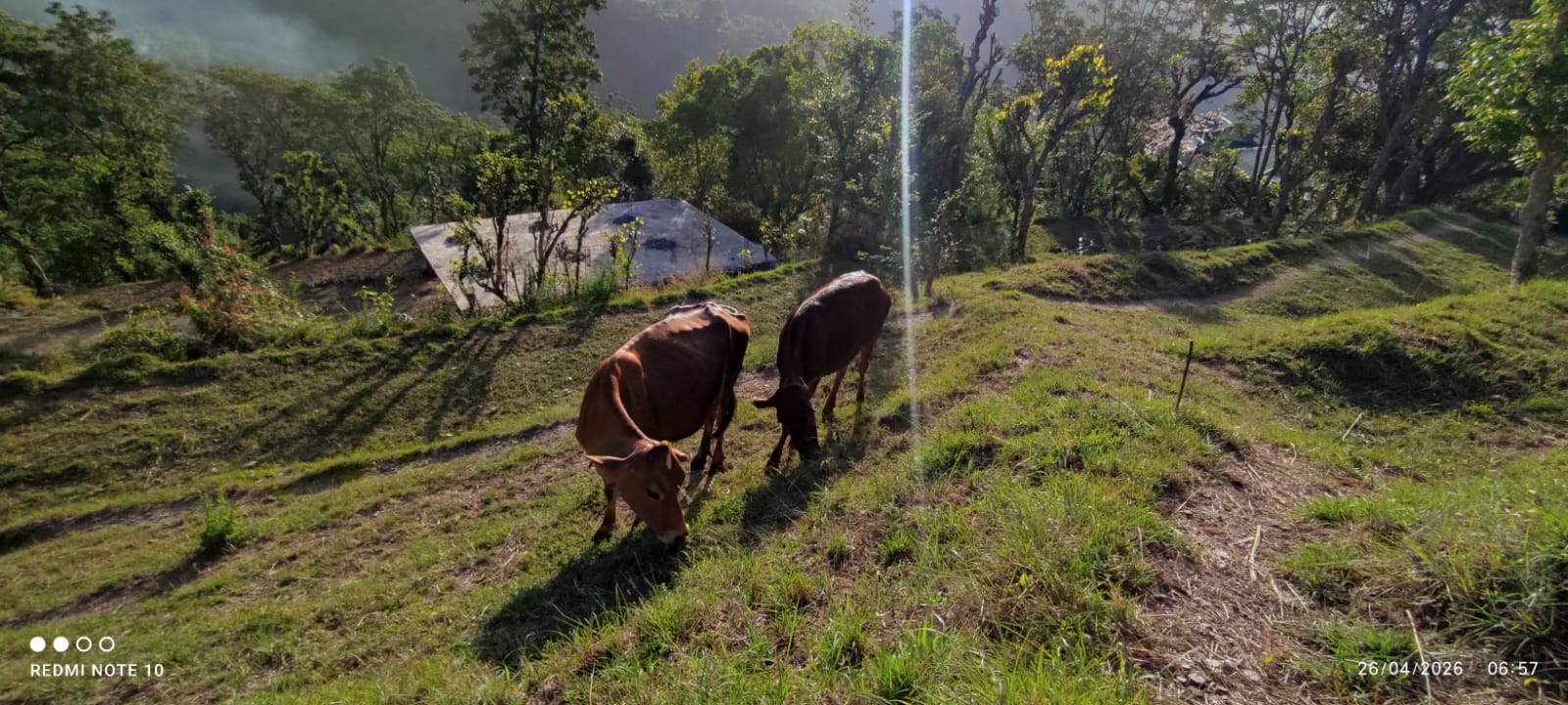 Premium Dairy Collection
